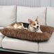 Cocs animal de compagnie moelleuse en attente hivernale sommet pour animaux de compagnie lit de chien confortable lit chat lit de chien lit pour animaux de compagnie Pider Xs (43 * 30 cm Poids recommandé 5 Jin [Jin est égal à 0,5 kg]))
