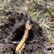 Fresh Cordyceps sinensis 2025 Erste Periode Cordyceps Authentische Führer hoch Höhengeschenk authentisch frisches Cordyceps Festival 0,8-0,9g/Wurzel 100 frische Cordyceps Cordyceps Sinensis Cordyceps SF Express Lieferung