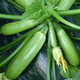 Zucchini seeds, small melon seeds, easy-to-grow vegetable seeds in spring and autumn, balcony potted field vegetable seeds, zucchini seeds, 1 pack, about 20 seeds