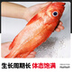 Selling fish Qilang red grouper net weight 3.2 Jin Jin equals 0.5 kilogram -3.4 Jin Jin equals 0.5 kilogram, a total of 2 sea-caught fresh frozen bigeye, whole rich fish