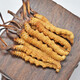 3 snowy areas in the Xiongfengdao area/gram Cordyceps sinensis Cordyceps gift box 25 grams pack 80 real hair