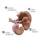 Ganjunzhuang changbai montagne ganoderma lucidum rouge ganoderma lucidum avec poudre de spore semi-wild ganoderma lucidum nord-est ganoderma lucidum huile pot plante