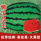 Long-cultivation lazy man watermelon seeds extra large seedless 8424 watermelon seedlings super sweet southern unicorn watermelon fruit and vegetable seeds rock sugar lazy man king seeds 50g filling/medium ripe