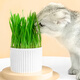 Huanpet.com cat grass potted seed set, lazy canned hydroponic soil culture, cat snacks, cat hair balls, catnip