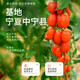 宁安堡 中宁枸杞 免洗宁夏枸杞子 特级苟杞 头茬新货枸杞茶泡水煲汤500g
