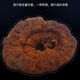 Ganjunzhuang violet ganoderma lucidum changbai montagne naturel sauvage noir ganoderma lucidum ganoderma lucidum tranches trempées dans de l'eau trempée dans la poudre de spores de vin ganoderma lucidum tranches 100g de ganoderma lucidum (envoyer wolfberry)
