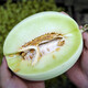 Shouhe melon seeds, Shandong crispy Shouguang Boyang Dabaisha honey, a complete collection of fruits sown in winter and spring, early maturing, Shouhe jade mushroom melon seeds, 30 original pieces