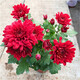 HUAHUIYOU with flower buds shipped with Dutch chrysanthemum seedlings are cold-resistant and easy to live. All seasons of flowering potted plants. Indoor and outdoor balcony green plants and flowers. Pink chrysanthemum with flower buds.