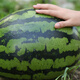 Shouhe watermelon seed seedlings Kirin 8424 thin-skinned large melon super sweet fruit seeds Weifeng Crunchy 8424 seeds 40 capsules