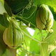 Chayote seeds, early maturing extra large chayote vegetable seeds, climbing vine saplings, potted perennial plant melons, 100% new chayote seeds, recommended, 5 packs, about 125 capsules