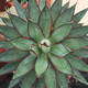 Qiuying Agave Taki Lei