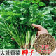 Four Seasons Large-leaf Coriander Seeds Coriander Seeds Garden Field Balcony Potted Plants Easy-to-Grow Vegetable Seeds Complete Collection of Large-leaf Coriander Seeds 5 Packs About 3,000 Tablets