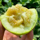 Shouhe melon seeds Shandong crispy Shouguang Boyang Dabaisha honey fruit sowing in winter and spring planting early maturing Fuji Tianbao melon seeds 2g