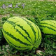 Shouhe Lazy Man Watermelon Seed Lazy Man King Melon Extra Large Spring No Pruning Lazy Man Fruit Seedling Southern Sweet Shouhe Jincheng No. 5 Watermelon Seed 50 capsules/bag