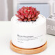 Jianshe Succulent Plant Potted Meat Office Desktop Novice Small Set Meal Green Plant Flower Cactus with Potted Diy Scenery Ten Premium Succulent Random + Long Wooden Basin + Nutritional Soil
