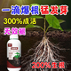 Powerful rooting solution imported from Germany, green plant rooting and seedling strengthening agent, potted flowers, vegetables, succulents, hydroponics, seven days for rooting, three days for rooting, 30g, 1 bottle