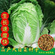38 Jin Jin is equal to 0.5 kg. Overwintering Chinese cabbage seeds Shandong Chinese cabbage seeds. Chinese cabbage seeds are disease-resistant and high-yielding. Leafy cabbage. Original 2 packs (about 2000 grains) + Songpin. 38 Jin Jin is equal to 0.5 kg. Winter storage Chinese cabbage seeds.
