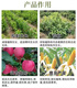 Jianpai Suzhuang 25% Paclobutrazol Controls Shoots, Promotes Flowers, Preserves Fruits, Increases Dwarfing, Chlormequat Controls Growth, Anti-Lodging Regulator 1000ml