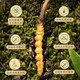 Der erste frische Cordyceps sinensis im Jahr 2025, der erste frische Cordyceps sinensis frische Cordyceps sinensis