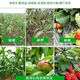 Agricultural Potassium Sulfate General Fertilizer for Fruit Trees and Vegetables Fully Water-Soluble Potassium Fertilizer Nutritional Quick-acting Potassium Sulfate 50kg 50Jin Jin is equal to 0.5kg Packed