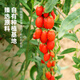Ning'anbao ningxia Wolfberry Authentic, специальная качества Wolfberry Convined, подарки от старейшин, Ningxia Wolfberry 250g*1 банка