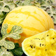 Dayu Lazy Man Watermelon Seed Seedlings Extra Large Suitable for Early Maturing Lazy Man in the South 8424 Kirin Melon Meidu Seedless Fruits and Vegetables Ansheng Golden Beauty Yellow Watermelon Seeds 100 capsules 2 bags