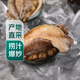 Twisted Abalone 1 fresh small abalone (22-28 heads/500g)