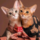The Abyssinian cat kitten purebred pet cat Ancient Egyptian imperial cat home with ideal pet competition grade [Boutique Abyssinian cat]