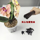 
Phalaenopsis special bracket orchid fixing clip protective cap plant fixing branch device plastic flower frame support rod [diameter 3mm] Phalaenopsis support rod 40cm long 10 rods + 10 protective caps + 20 clips