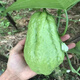 Chayote seeds, early maturing extra large chayote vegetable seeds, climbing vine saplings, potted perennial plant melons, 100% new chayote seeds, recommended, 5 packs, about 125 capsules
