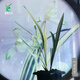 Wengyuan Orchid Jianlan Hetianxia Yehua Double Art Lotus-shaped Plain Heart Ceiling High-grade Xiangyi Precious Resource Grass Hetianxia 2 Seedlings Large and Strong Seedlings Bloom in the Year