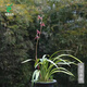 Wengyuan orchid ink orchid old species Nanguo Chunxiao flowers and leaves double art strong fragrance type diligent flower buds red flowers and green round potted plant Nanguo Chunxiao 1 seedling random high-end purple clay potted plant