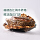 Twisted Abalone 1 fresh small abalone (22-28 heads/500g)