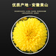 Mingyuan Huizhou Emperor chrysanthemum [buy 2 pieces = 3 cans in total about 500 flowers] Wuyuan Emperor chrysanthemum tea tribute chrysanthemum with wolfberry herbal tea [Newly picked golden hydrangea] [buy 2 get 1 can in total 500 flowers]