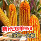 Suiyiman Zhengdan 958 corn seed high yield short stem lodging resistant corn seed big stick Sichuan Shandong good corn Zhengdan 958 four Jin Jin is equal to 0.5 kg / one bag