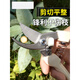 莎庭 SARTILL不锈钢园林剪刀粗枝剪果树剪树枝剪修枝修花园艺小剪刀多功能 14116修枝剪+14116摘果剪
