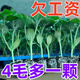 High-yielding watermelon seedlings 8424 Rock Sugar Kirin Melon Sweet King Large Watermelon Seedlings Southern Balcony Potted Small Watermelon Seedlings High Quality 8424 Watermelon Seedlings Carefully Selected 10 Plants, Lots of Fruit + Fertilizer