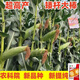 Academy of Agricultural Sciences Corn Seed Collection Original Lile 969 High Yield Short Stem North and South Spring and Summer Corn Seeds (Lile 969) Original (2 Jin Jin equals 0.5 kg) Disease Resistance and Lodging Resistance
