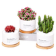 Jianshe Succulent Plant Potted Meat Office Desktop Novice Small Set Meal Green Plant Flower Cactus with Potted Diy Scenery Ten Premium Succulent Random + Long Wooden Basin + Nutritional Soil