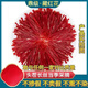 北京同仁堂【热销中】正品藏红花真品正宗西藏野生特级藏红花批发男女生泡水 藏红花-根根甄选 特级野生甄选一瓶【3瓶装】