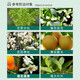 Guoguang Dingyue 3% gibberellin 920 citrus grape fruit germination and fruit preservation to improve fruit setting gibberellic acid growth adjustment 1000ml