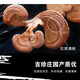 Ganjunzhuang changbai montagne ganoderma lucidum rouge ganoderma lucidum avec poudre de spore semi-wild ganoderma lucidum nord-est ganoderma lucidum huile pot plante