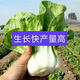 New Snow White Milk Fragrant Cabbage Seeds Baiyu No. 2 Xiangtan Dwarf Cabbage Seeds Potted Field Vegetables Original Factory Packaging Approximately 1532 capsules 1 bag