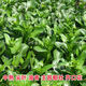Guangzhou Qiannong Academy of Agricultural Sciences Youlu 702 cabbage heart vegetable seeds autumn winter spring high yield beet core seeds Youlu 70 days cabbage heart 200g medium mature pointed leaves 1 bag