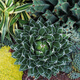 Planet on the tree Planet Plant Snow Agaveaceae succulent plant Large potted flower Snow Diameter 10-12cm No potting