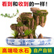 SMVP boutique indoor natural absorbent stone landscaping water stone ornaments landscape bonsai flowing water rockery micro landscape paradise (complete set)