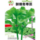 Winter vegetable seeds, winter amaranth, Eastern Han cuisine, water chestnuts, high calcium vegetables, Sichuan autumn and winter potted garden vegetable seeds, fresh and beautiful winter vegetable seeds, 10 grams, about 2,000 pieces