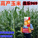 Academy of Agricultural Sciences Corn Seed Collection Original Lile 969 High Yield Short Stem North and South Spring and Summer Corn Seeds (Lile 969) Original (2 Jin Jin equals 0.5 kg) Disease Resistance and Lodging Resistance