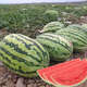 Extra large watermelon seeds, high yield, super sweet, early maturing, four seasons, giant lazy melon king, few seeds, giant dragon watermelon vegetable seeds, giant large fruit watermelon seeds (high sugar and super sweet), original factory packaging, 3 packs of exquisite products, about 150 seeds