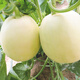 Zhongke Maohua white-skinned melon seeds Jingmi No. 1 early-maturing melon seeds hybrid thin-skinned white melon seeds fruit seeds Jingmi No. 1 melon seeds 50 capsules